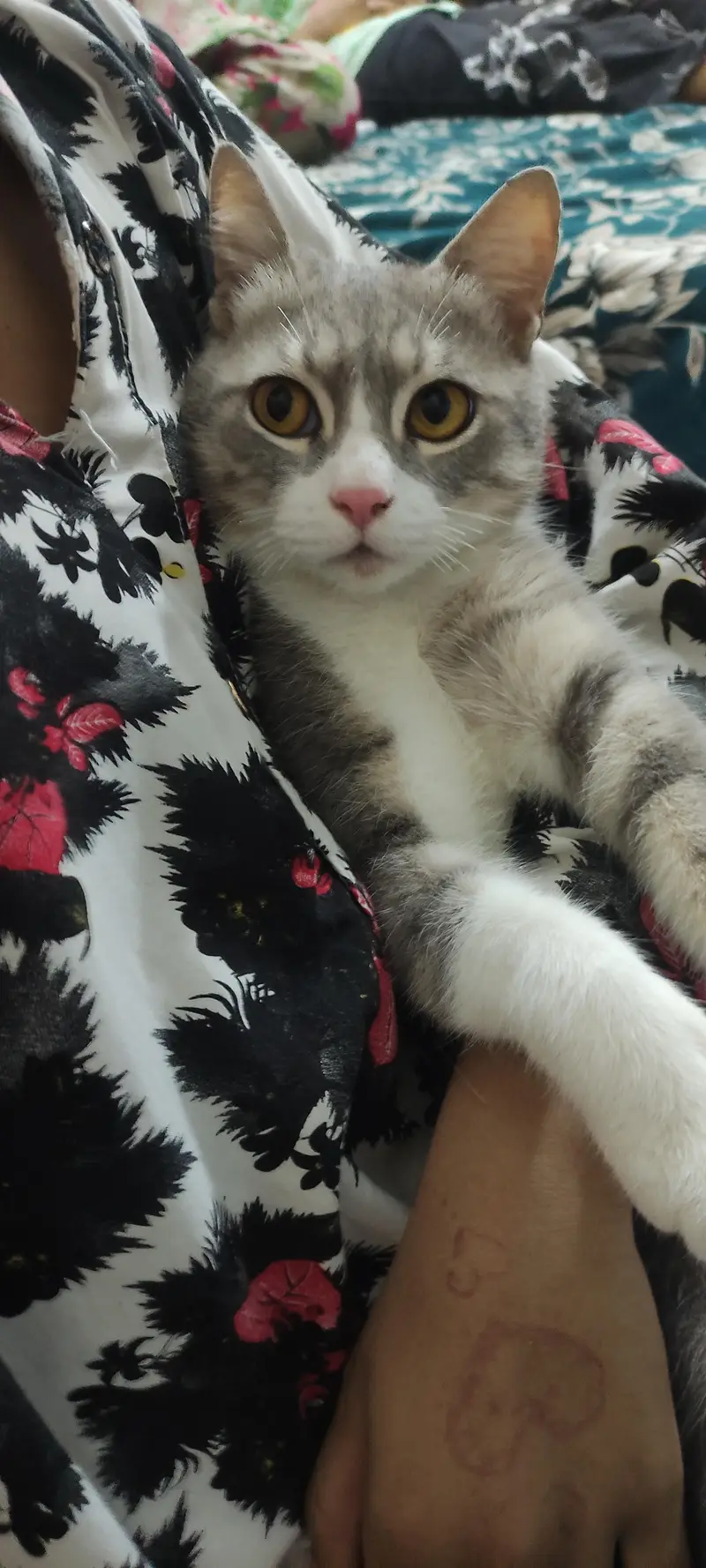 American Male Cat For sale — photo 2