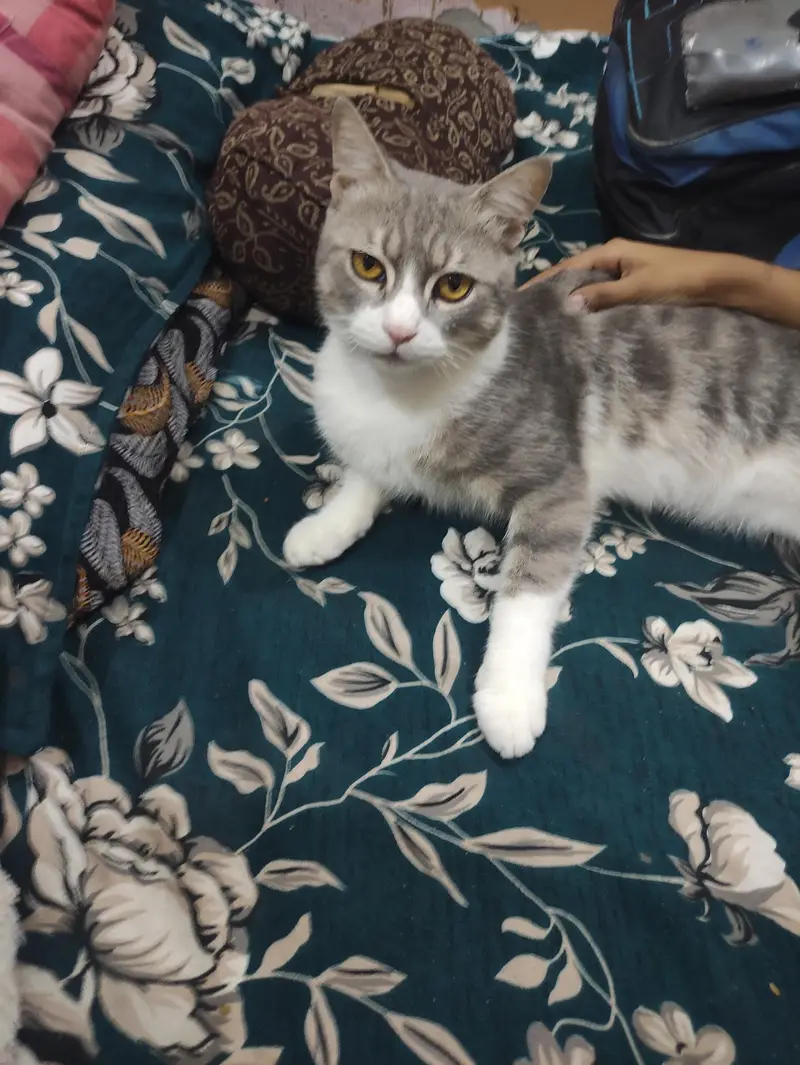 American Male Cat For sale — photo 3