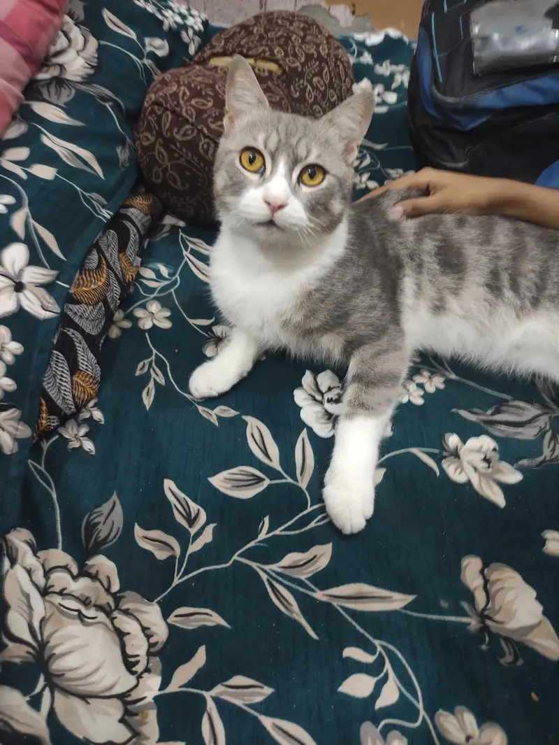 American Male Cat For sale — photo 4