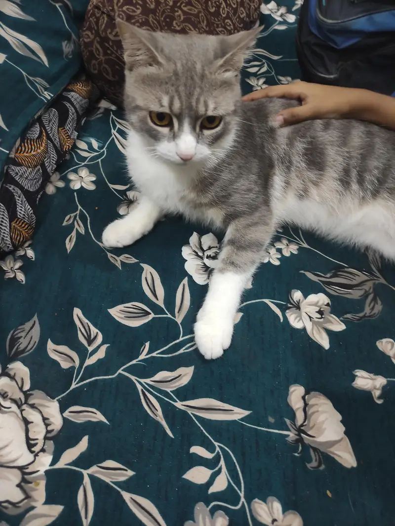 American Male Cat For sale — photo 5