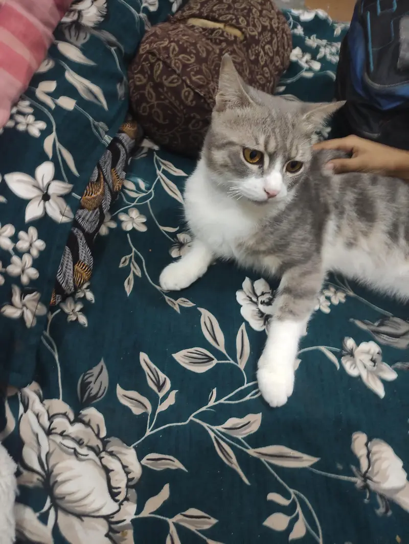 American Male Cat For sale — photo 6