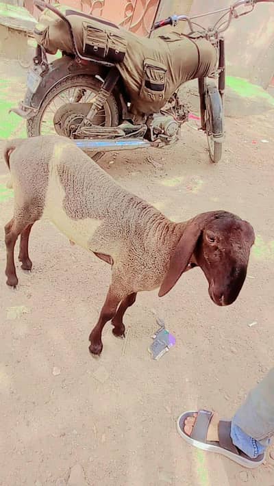 tahir