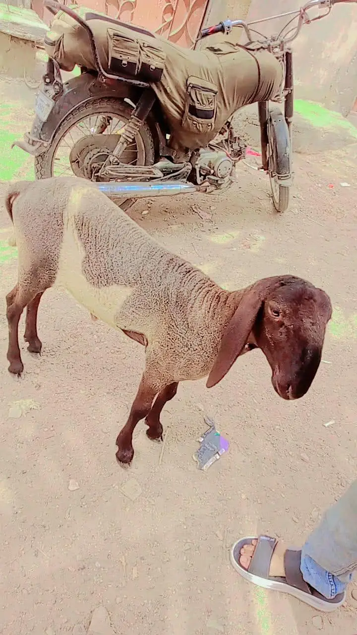 tahir