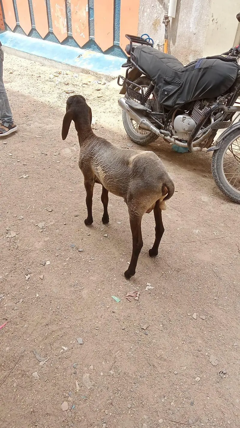 tahir — photo 4