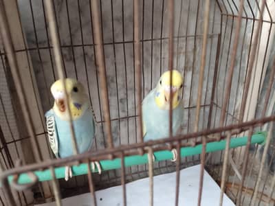 budgies