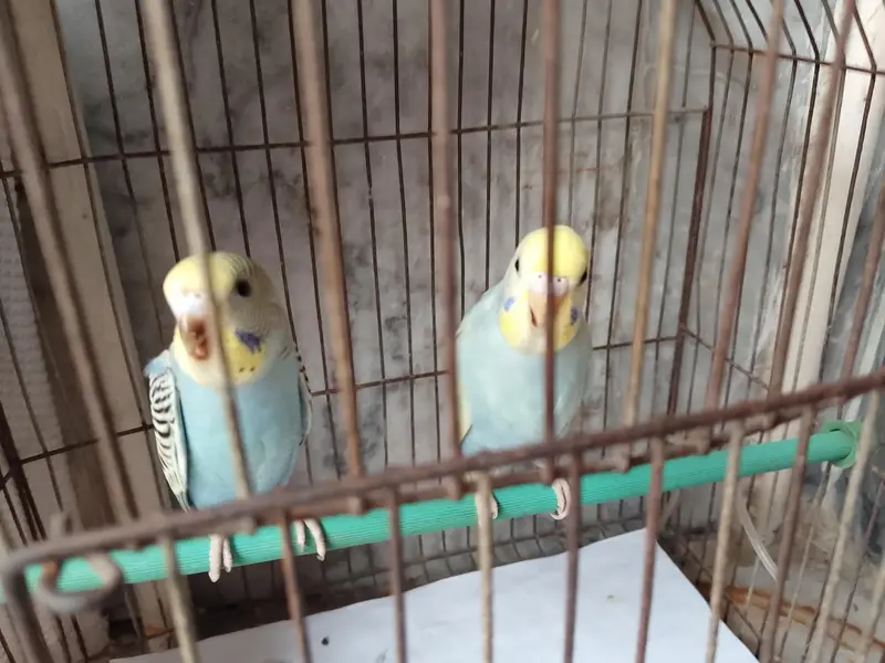 budgies