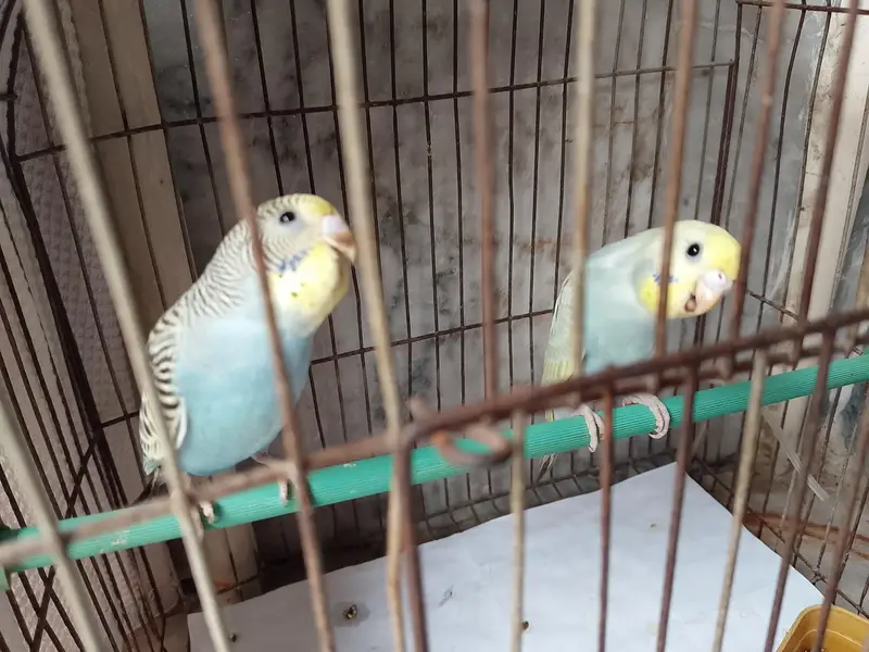 budgies — photo 2