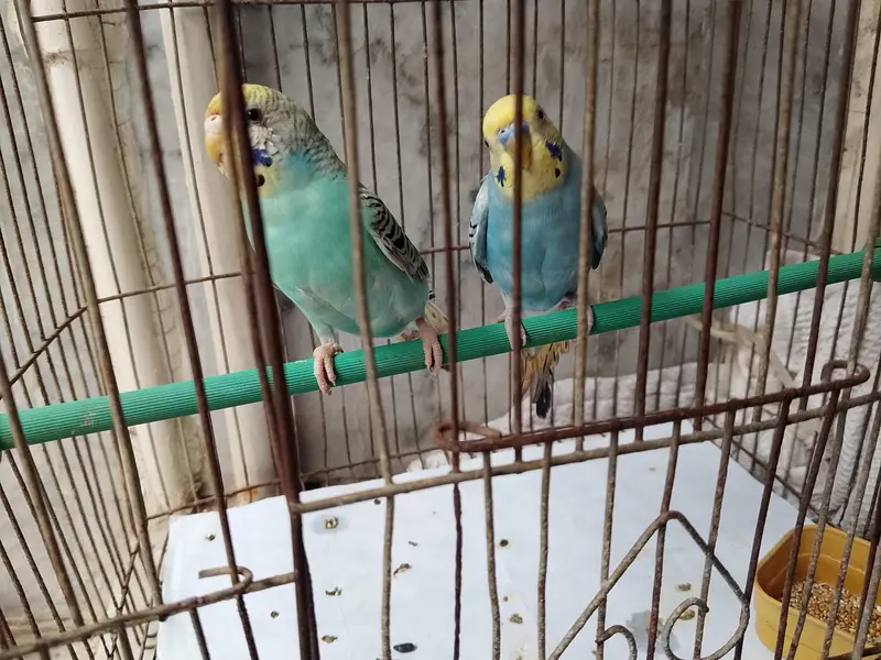 budgies — photo 3