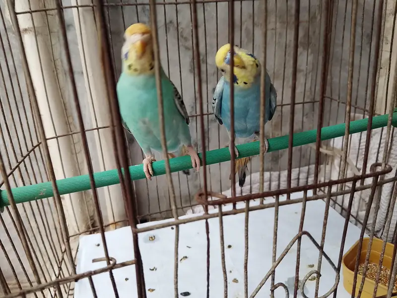 budgies — photo 4