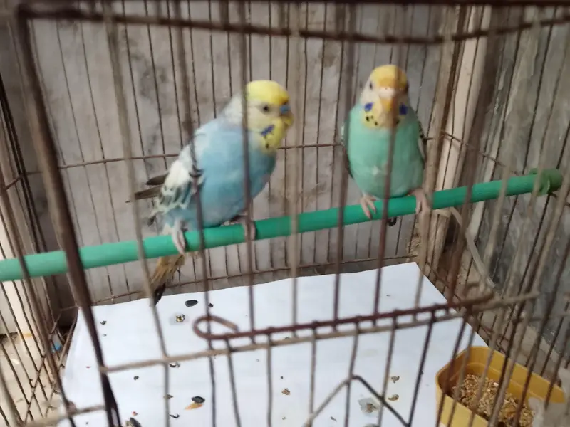 budgies — photo 5