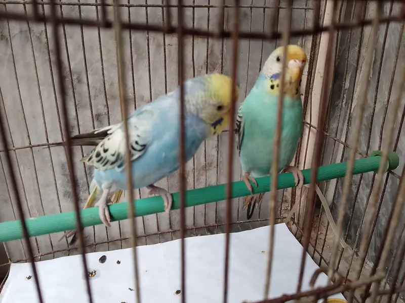 budgies — photo 6