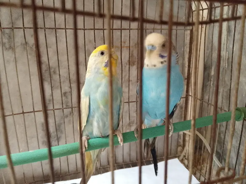 budgies — photo 7