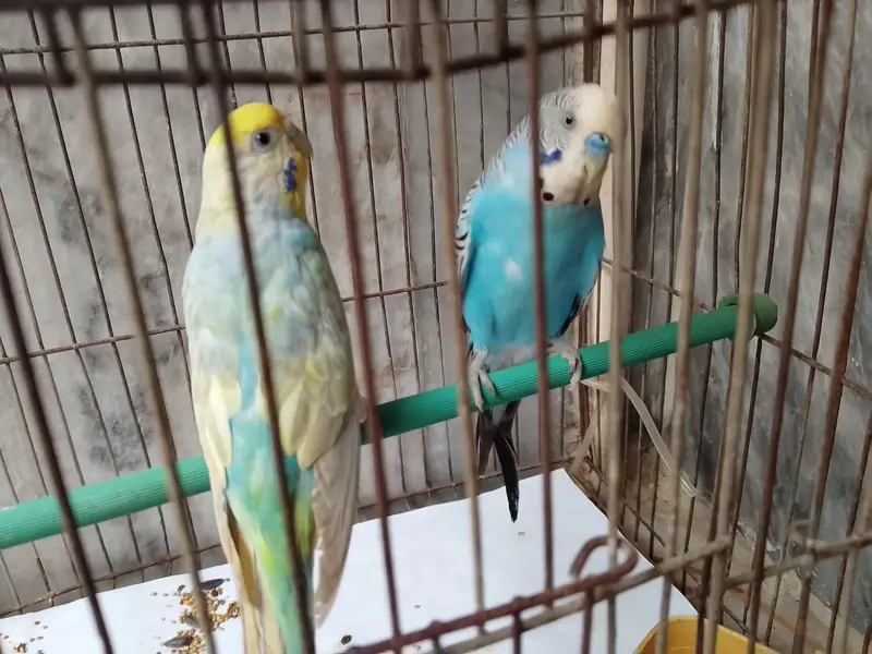 budgies — photo 8