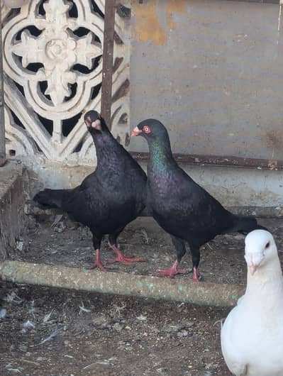 Black Danish Breeding Pair