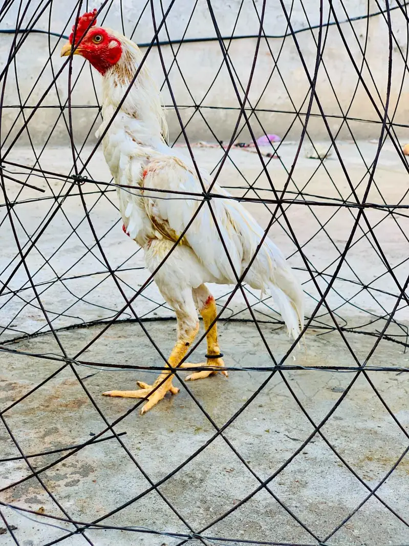 heera aseel & lakha aseel high quality birds — photo 2