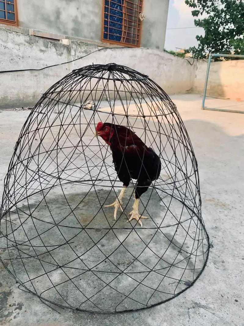 heera aseel & lakha aseel high quality birds — photo 3