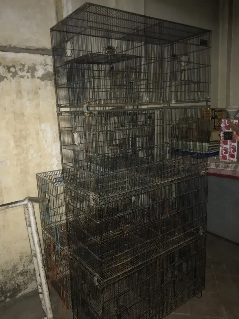 Cages for lovebirds parrots Raw — photo 6