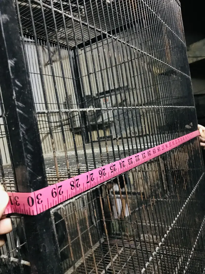 Cages for lovebirds parrots Raw — photo 10