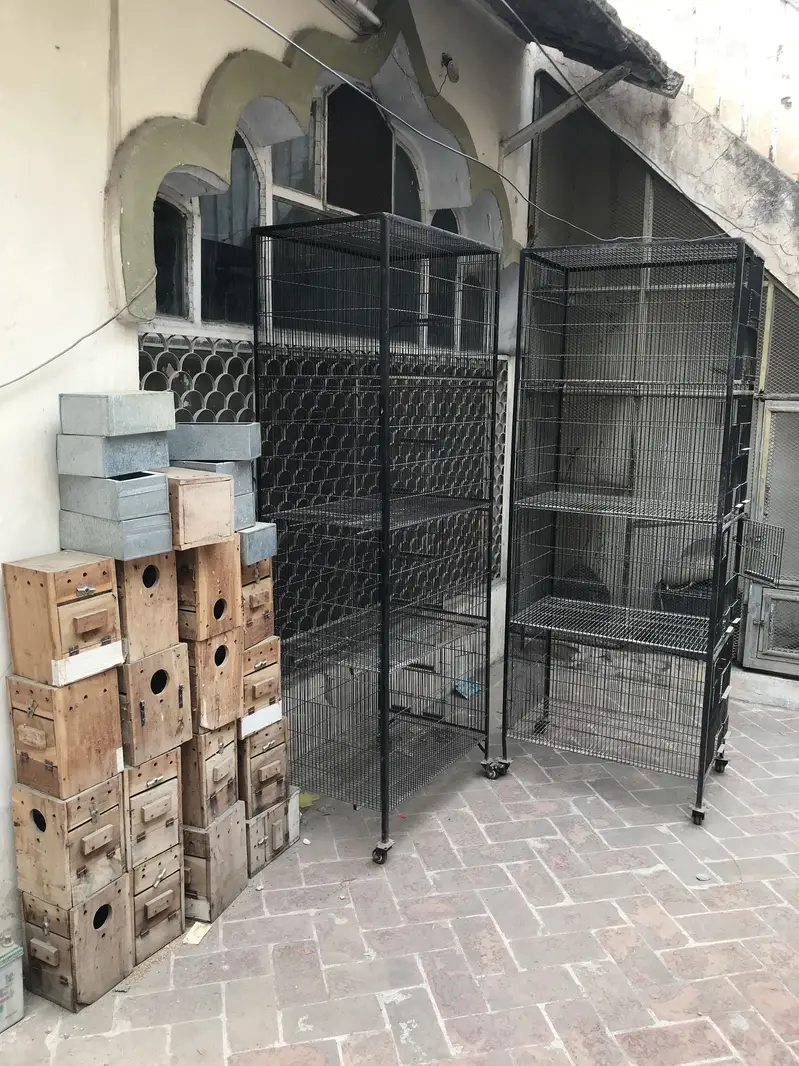 Cages for lovebirds parrots Raw — photo 12