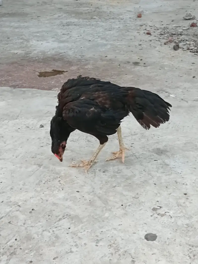 panus pokoye — photo 3