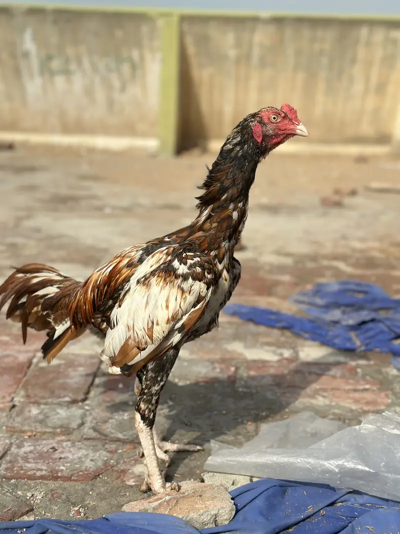 Mianwali aseel blood line ka patha — photo 2