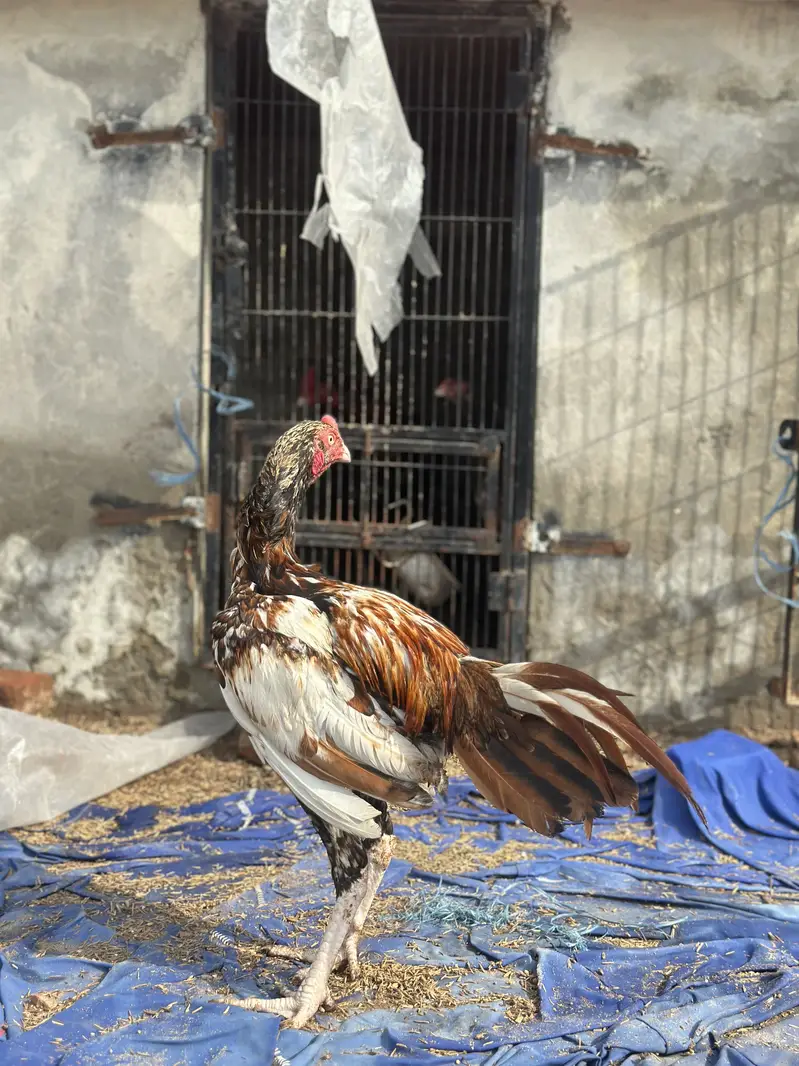 Mianwali aseel blood line ka patha — photo 4