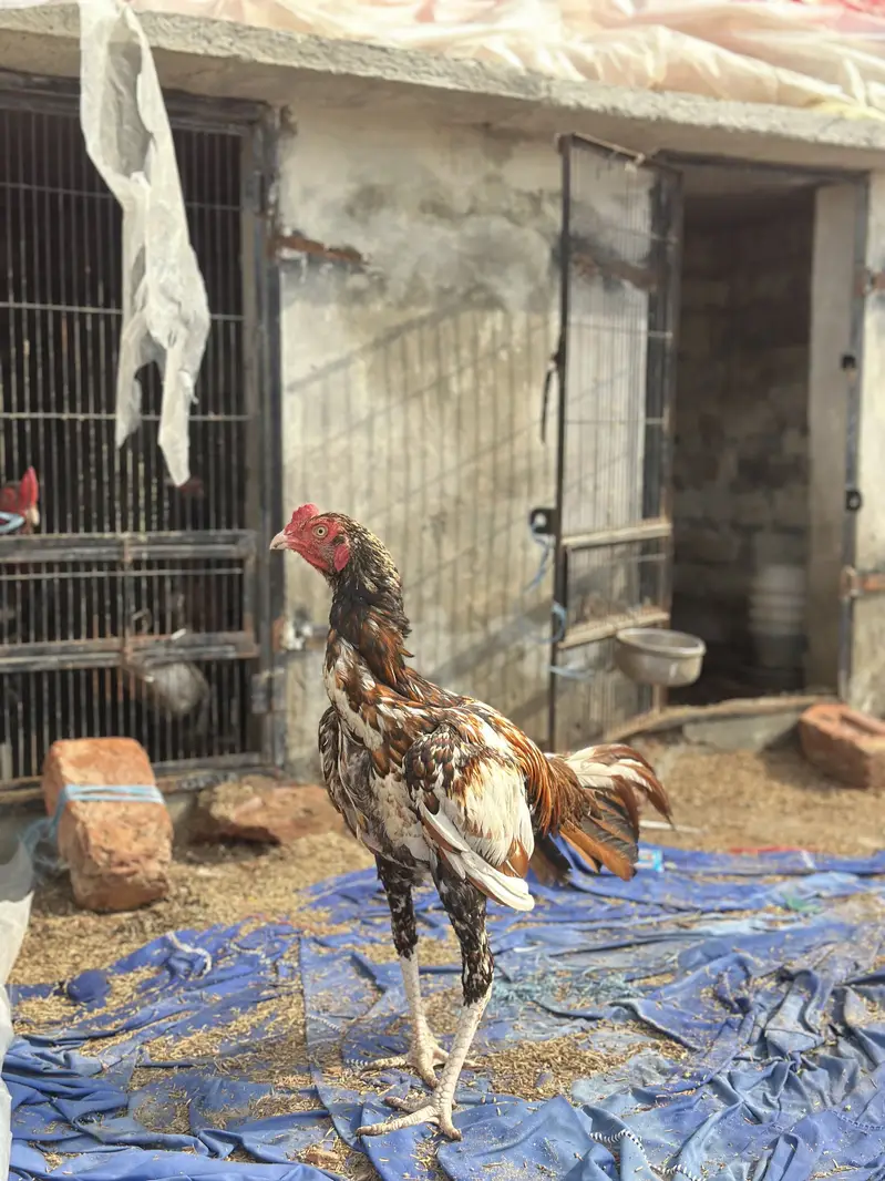 Mianwali aseel blood line ka patha — photo 5