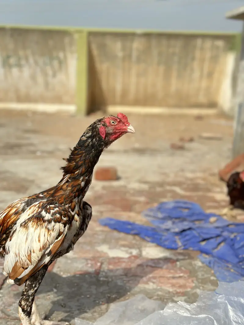 Mianwali aseel blood line ka patha — photo 6