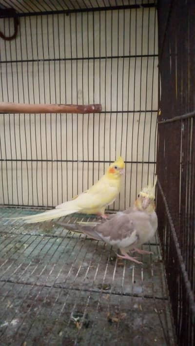 cocktails and Love Birds