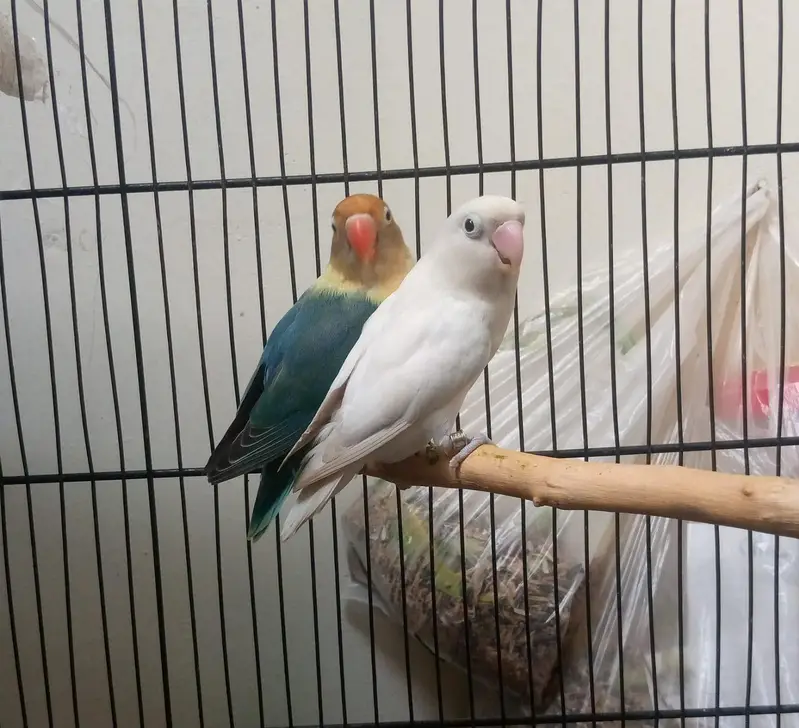 cocktails and Love Birds — photo 2