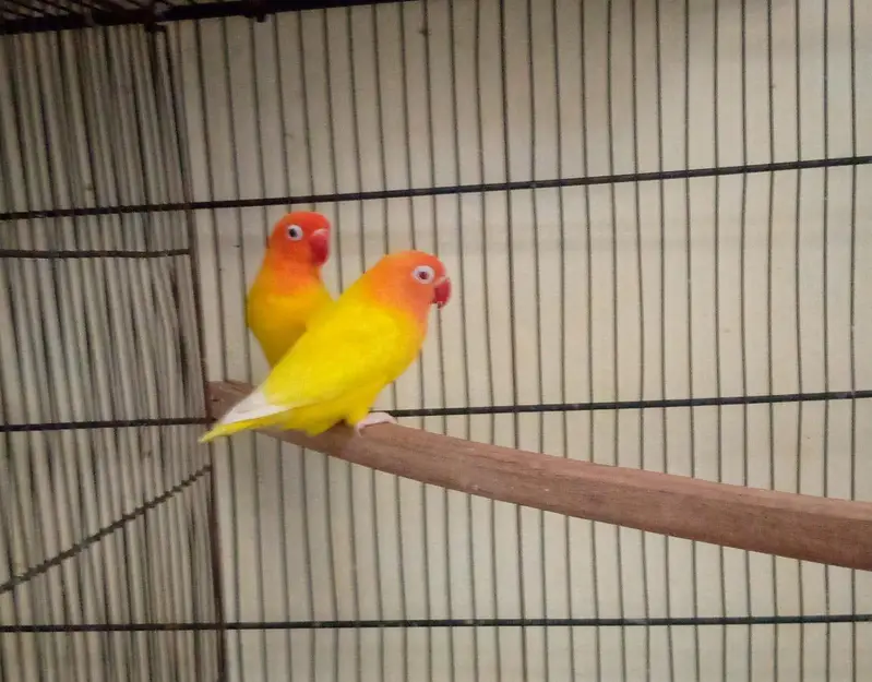 cocktails and Love Birds — photo 3