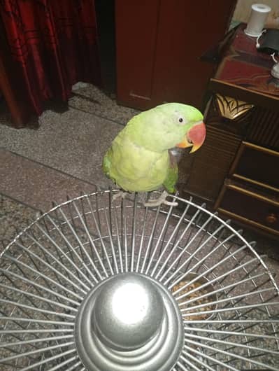 Raw handtame talling female available