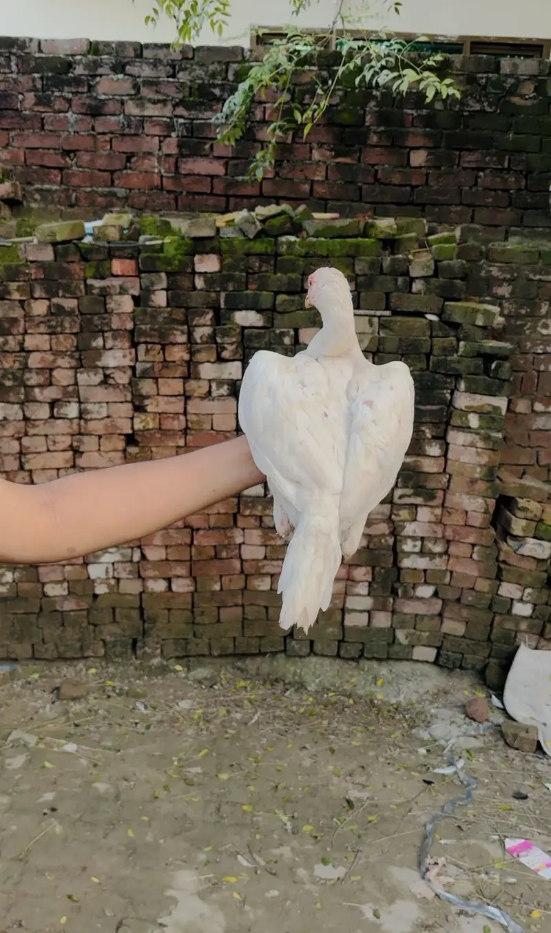 Out class birds — photo 6