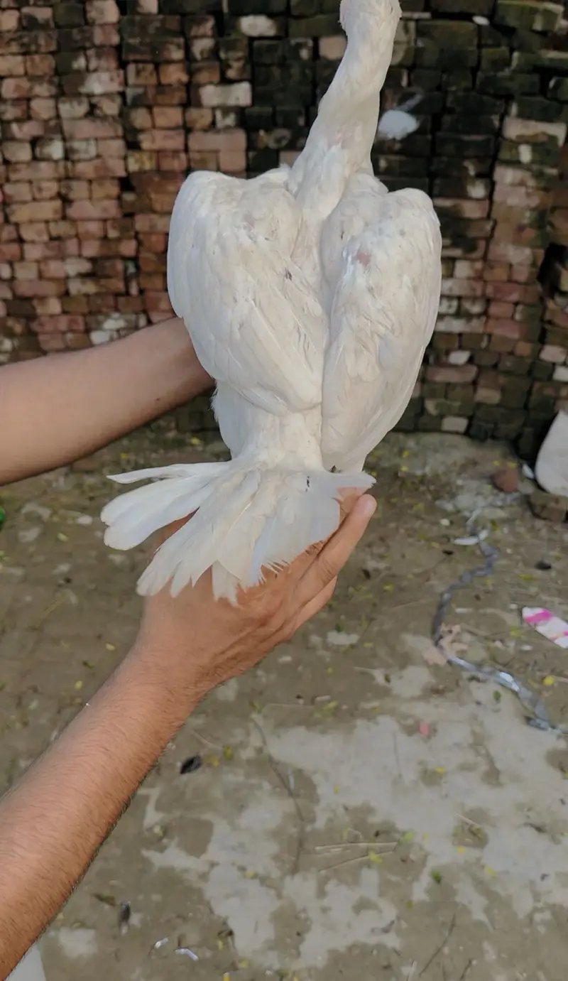 Out class birds — photo 9