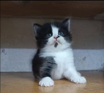 persian female/male kitten/cat triple coat/punch/semipunch