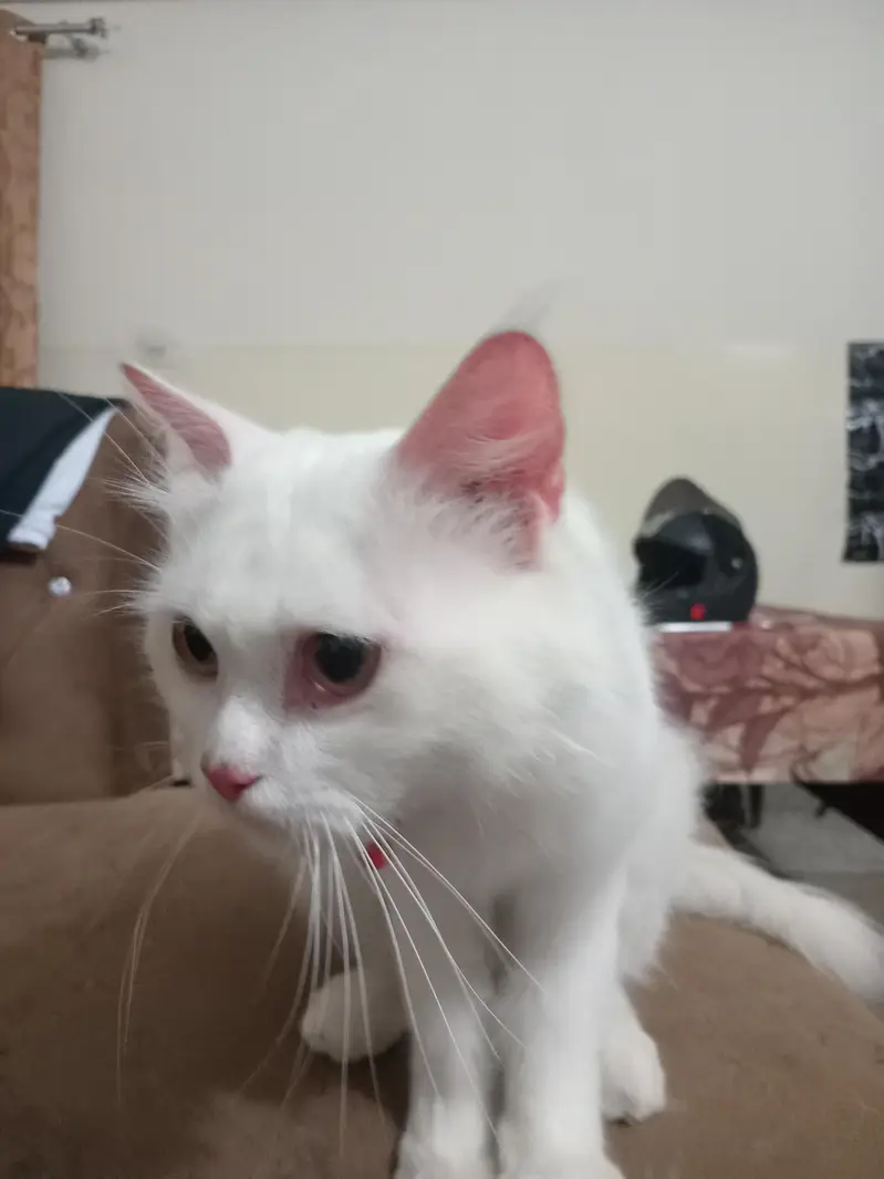 Persian Male- double  coat — photo 3