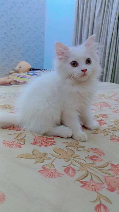 Pure Persian Kittens for Sale