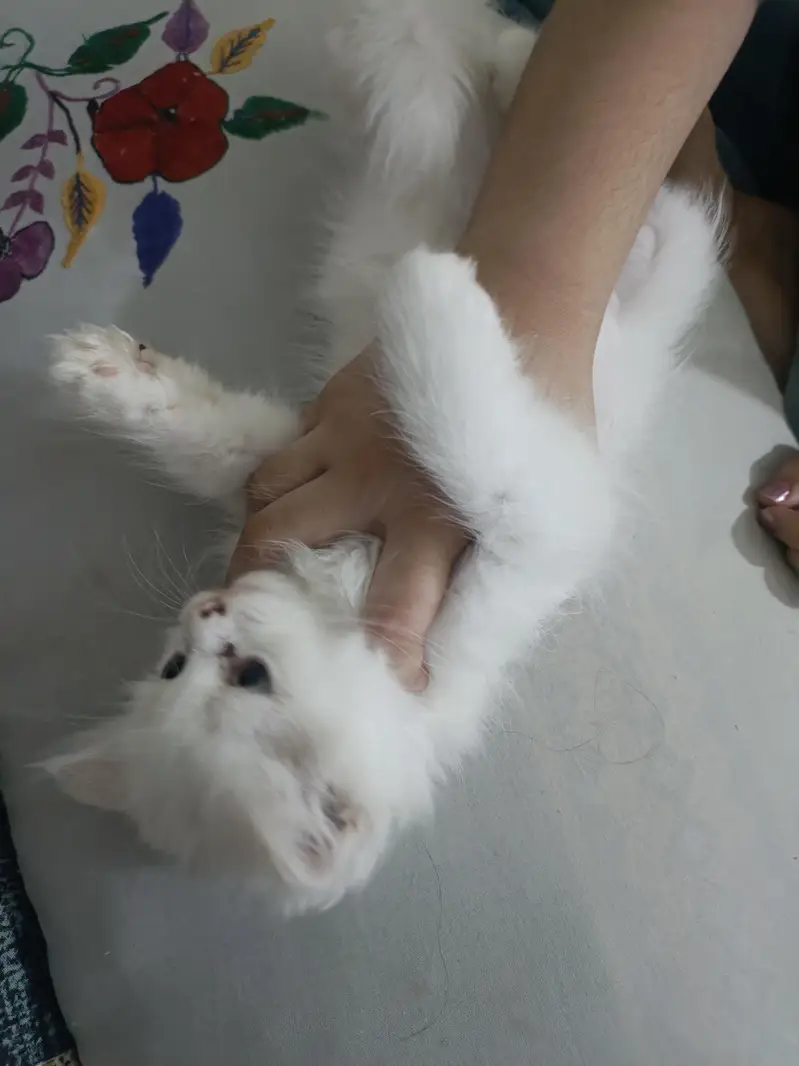 Pure Persian Kittens for Sale — photo 2