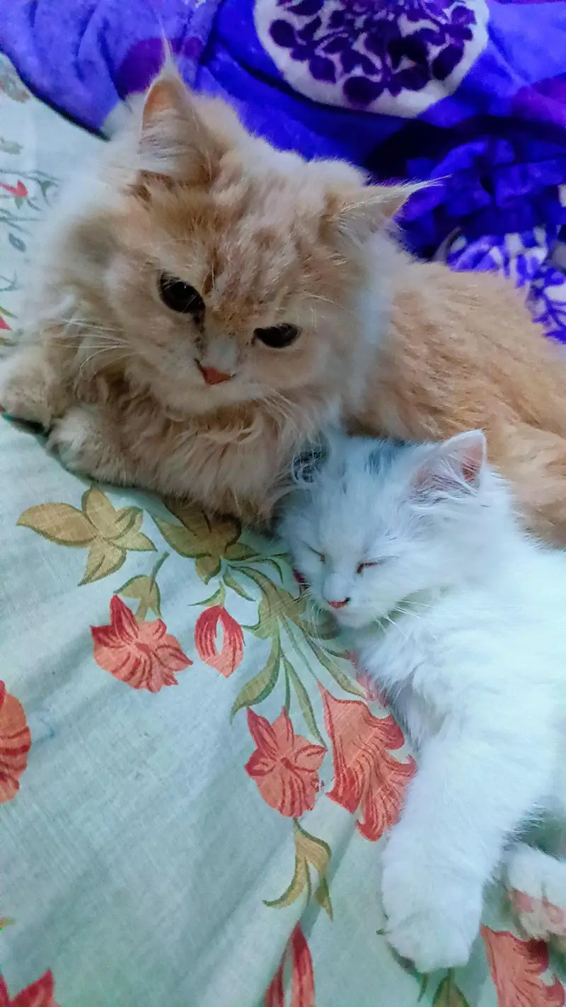 Pure Persian Kittens for Sale — photo 3