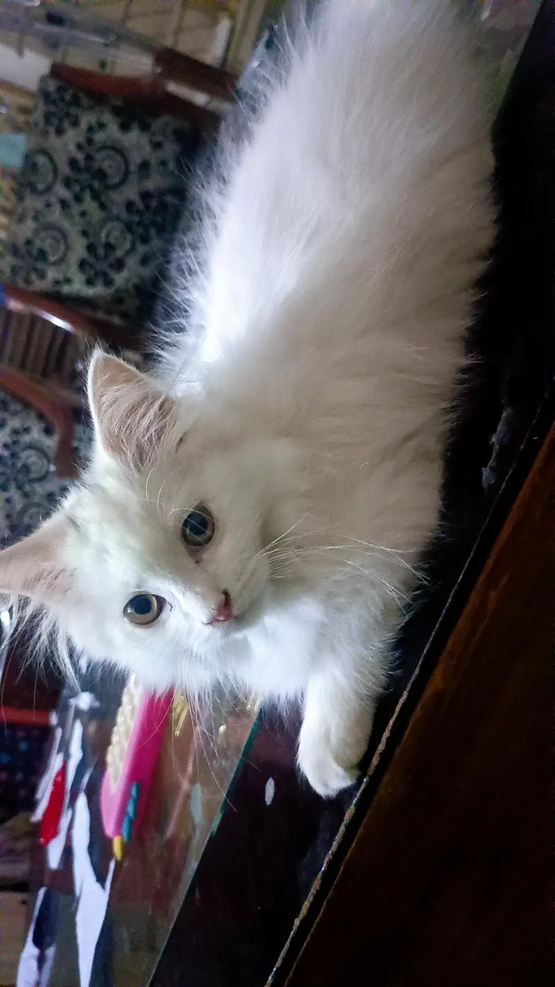 Pure Persian Kittens for Sale — photo 4