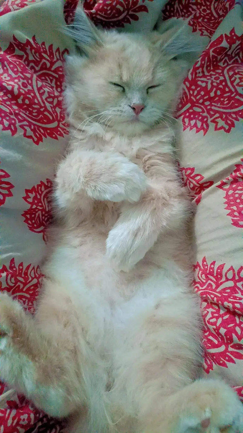 Pure Persian Kittens for Sale — photo 5