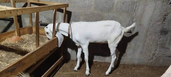 path goat