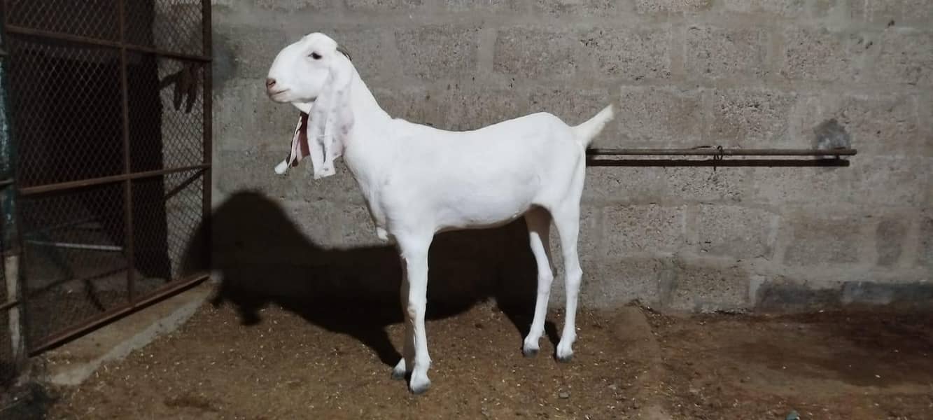 path goat 1