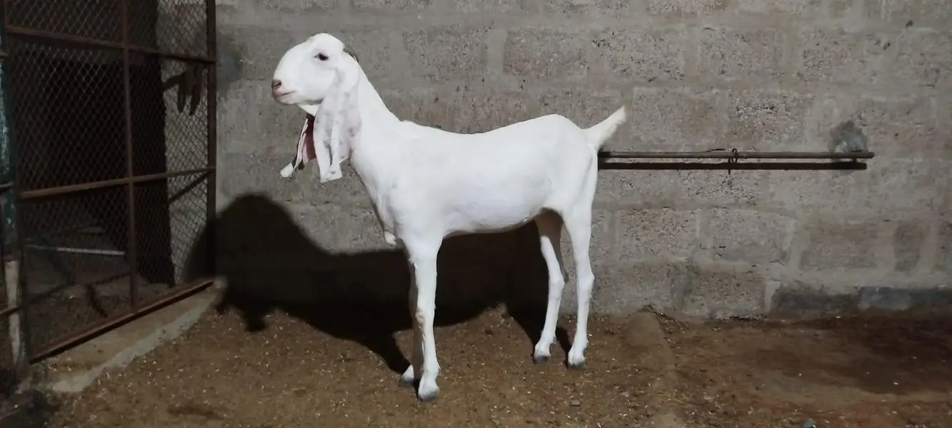 path goat — photo 2