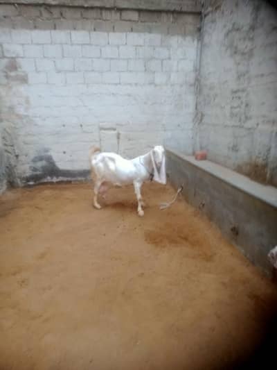 jambo size gulabi gaban tayAr 03012922292