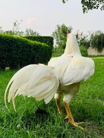 Heera Murgha | Breeder Male | Aseel Murgha