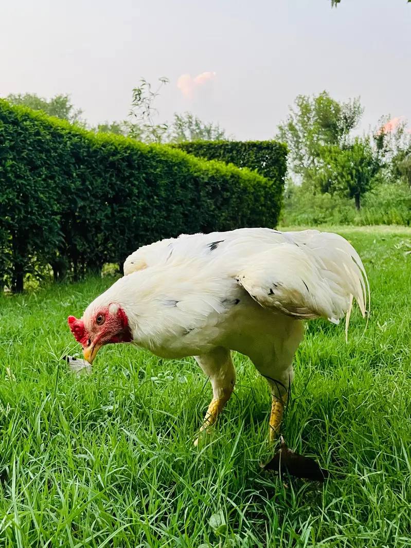 Heera Murgha | Breeder Male | Aseel Murgha — photo 2