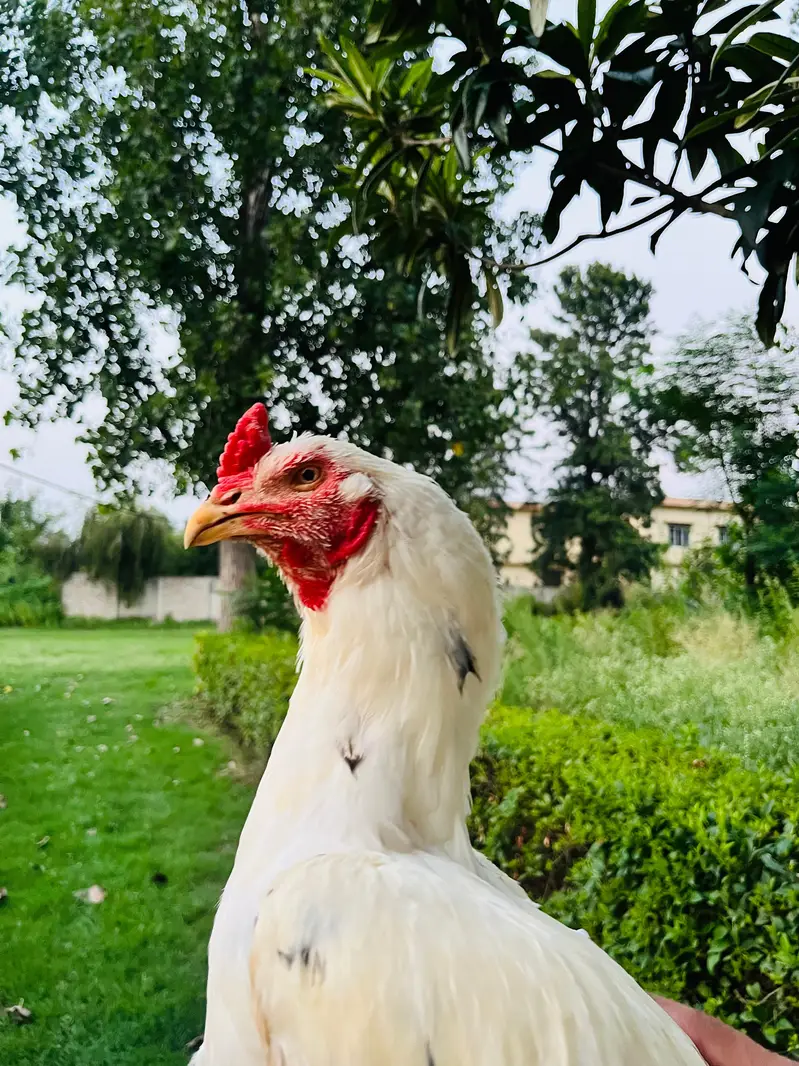 Heera Murgha | Breeder Male | Aseel Murgha — photo 3