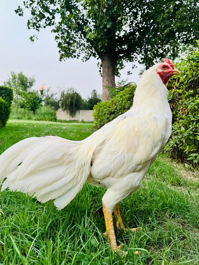Heera Murgha | Breeder Male | Aseel Murgha — photo 4