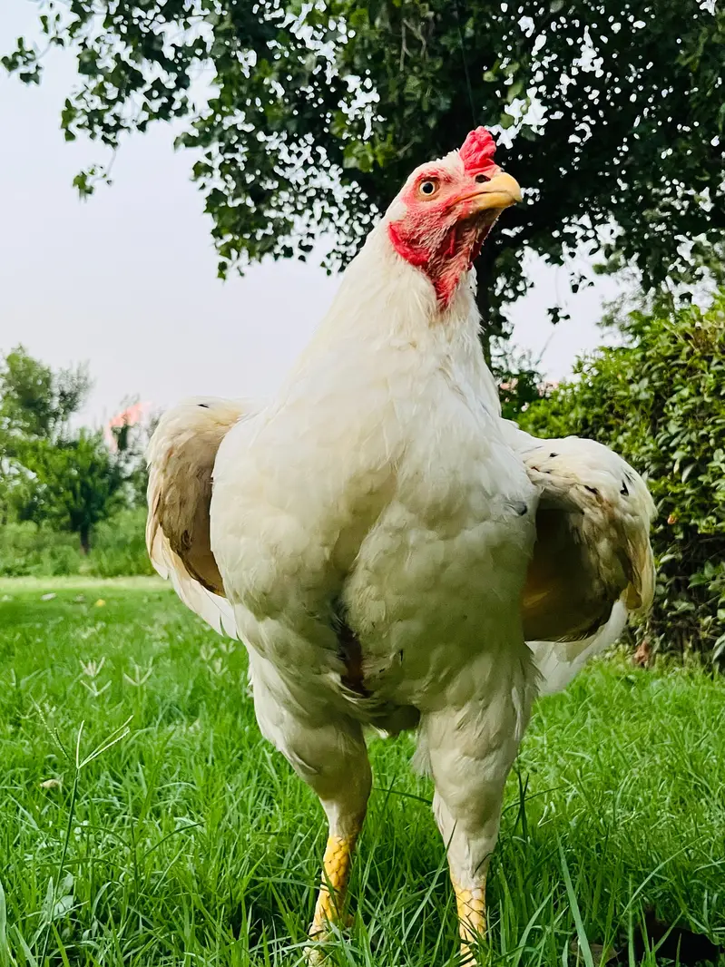 Heera Murgha | Breeder Male | Aseel Murgha — photo 5